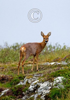 Roe Deer Doe DM1135